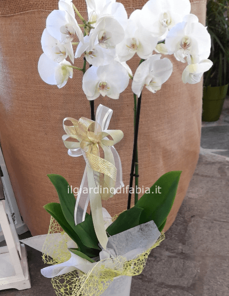Pianta di phaleonopsis 2 rami bianca con vaso ceramica