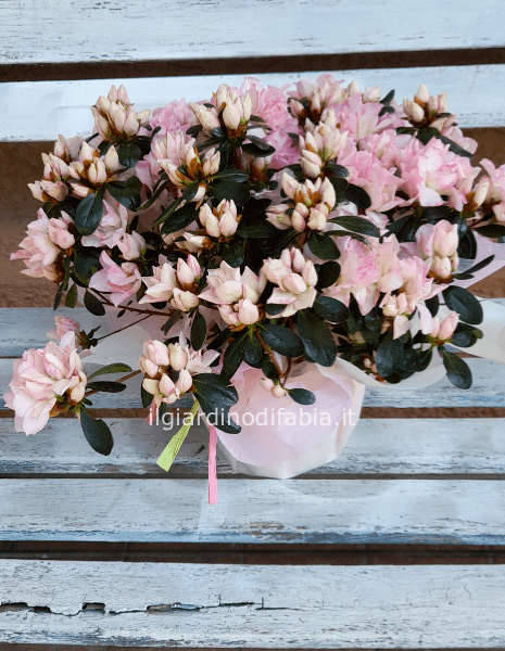 Pianta di azalea rosa