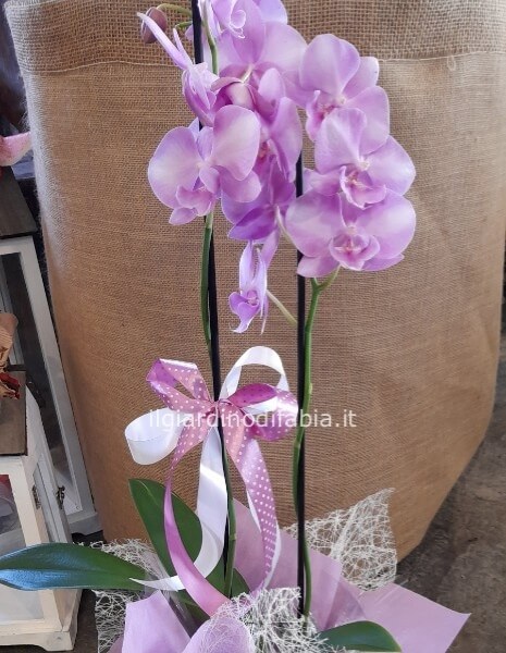 Pianta di orchidea phalaenopsis 2 steli diversi colori assortiti