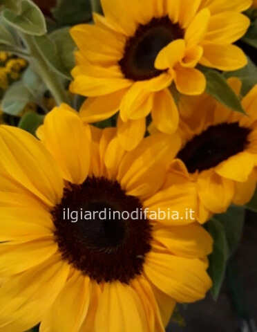 Girasoli a stelo