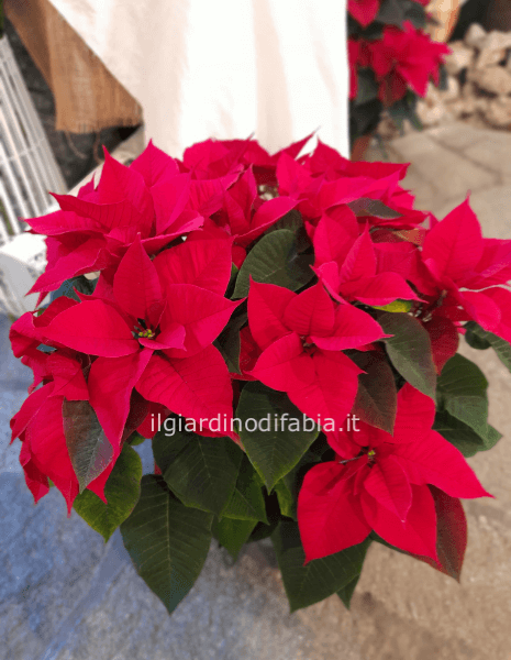 Stella di Natale rossa